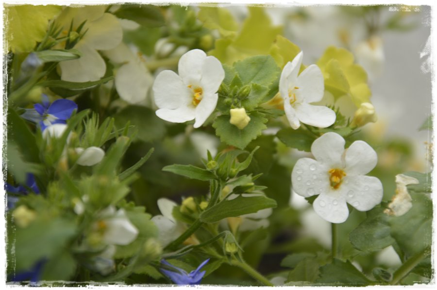 Kwitnace skrzynki za grosze 8