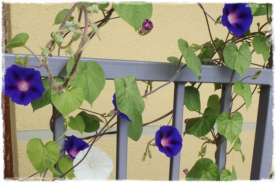 Kwitnace skrzynki za grosze 8a