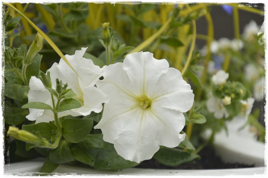 Kwitnace skrzynki za grosze 9