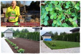 Trawnik który sam się nawozi