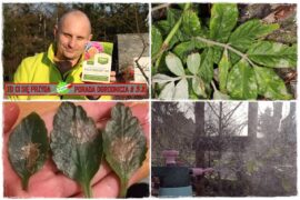 ekologiczny sposob na choroby grzybowe 1