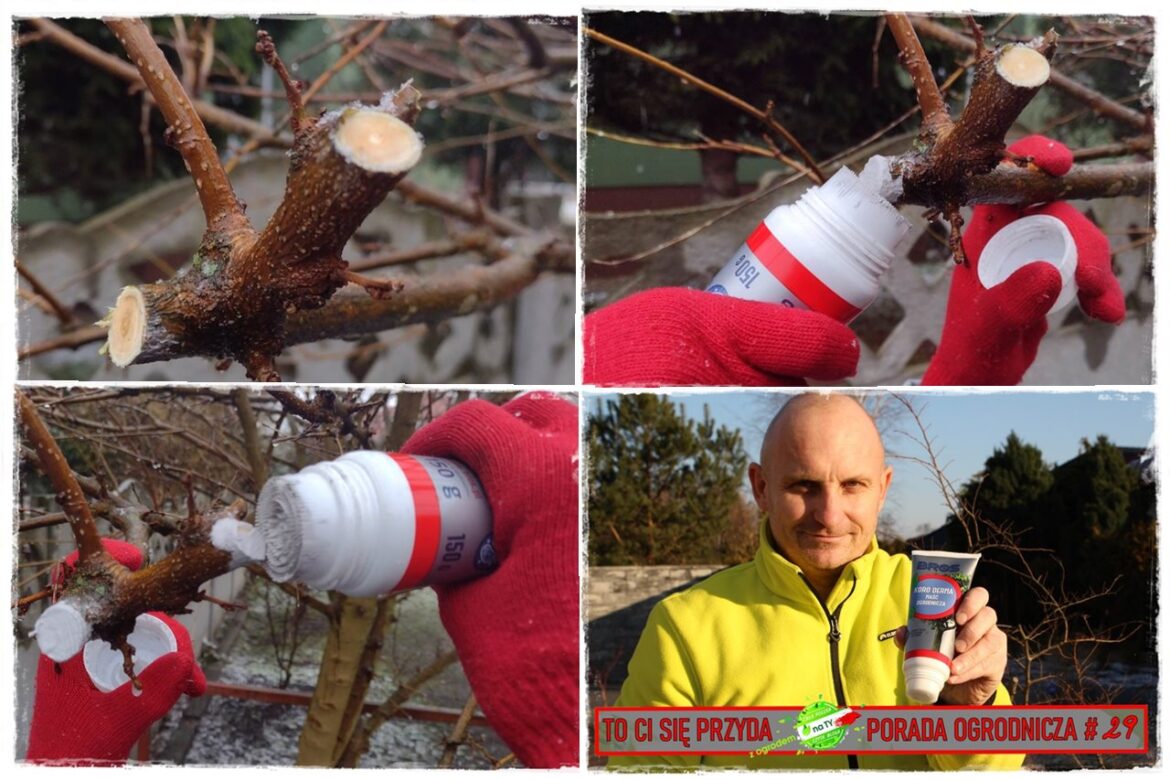 rany po cięciu drzew