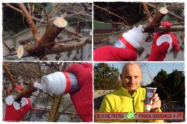 rany po cięciu drzew