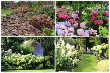 wiosenne ciecie hortensji 1