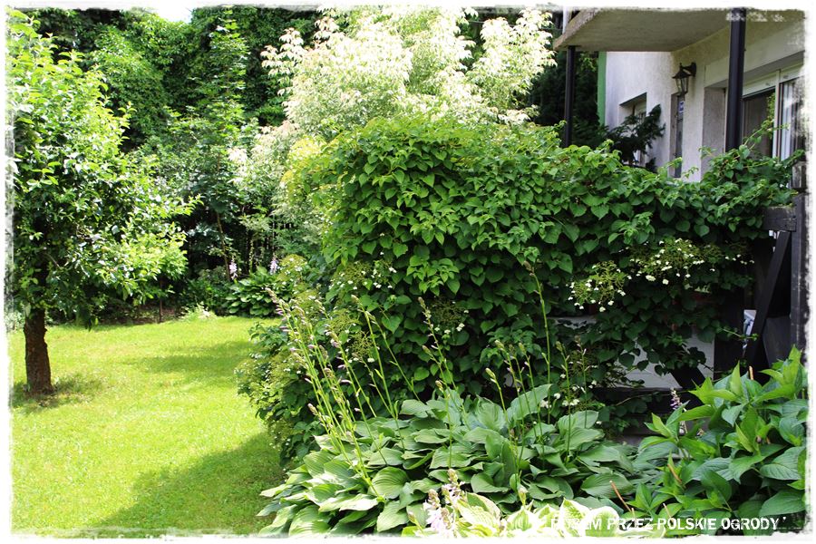 wiosenne ciecie hortensji 10 wiosenne ciecie hortensji 10