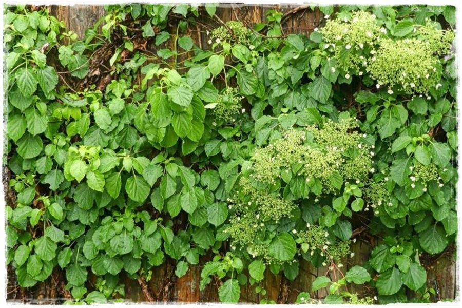 wiosenne ciecie hortensji 11 wiosenne ciecie hortensji 11