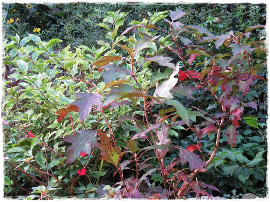 wiosenne ciecie hortensji 13a wiosenne ciecie hortensji 13a