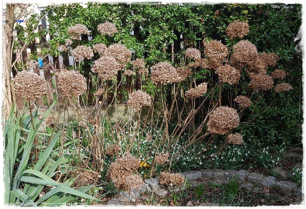 wiosenne ciecie hortensji 14 wiosenne ciecie hortensji 14