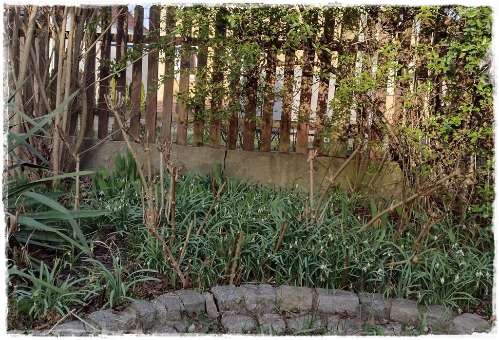 wiosenne ciecie hortensji 14a wiosenne ciecie hortensji 14a