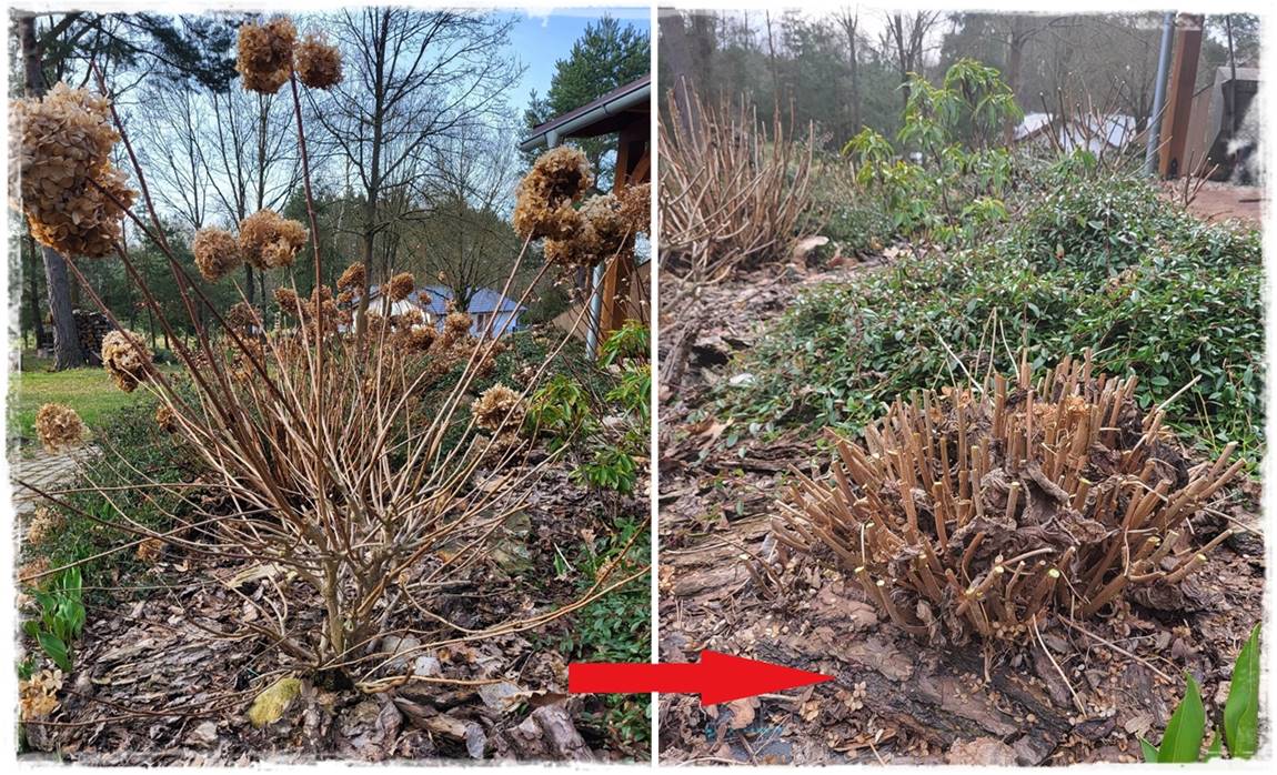 wiosenne ciecie hortensji 15 wiosenne ciecie hortensji 15