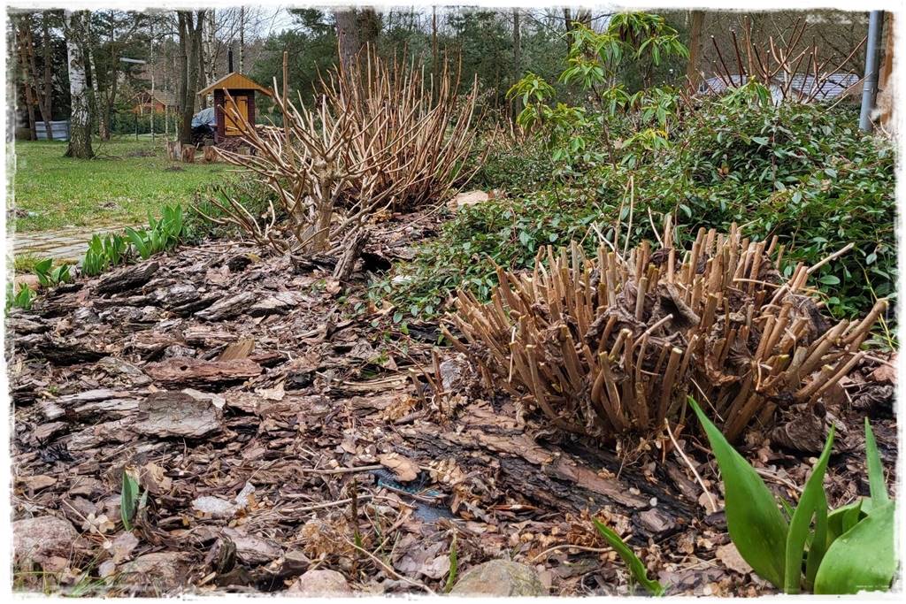 wiosenne ciecie hortensji 16 wiosenne ciecie hortensji 16