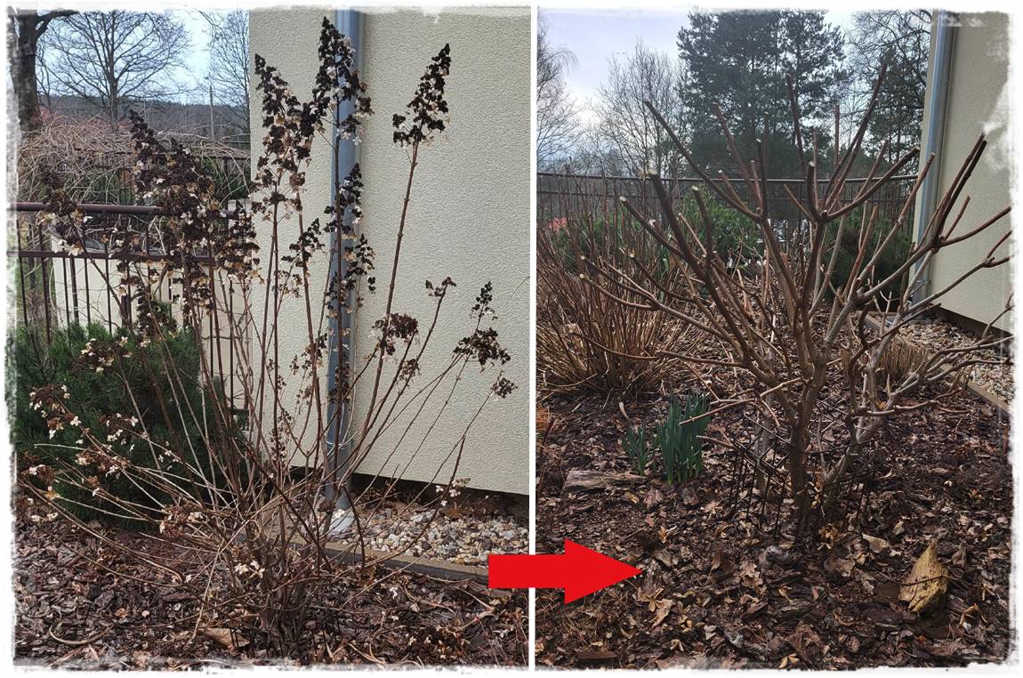 wiosenne ciecie hortensji 17 wiosenne ciecie hortensji 17