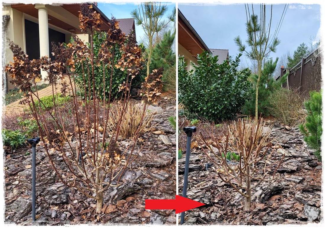 wiosenne ciecie hortensji 18 wiosenne ciecie hortensji 18