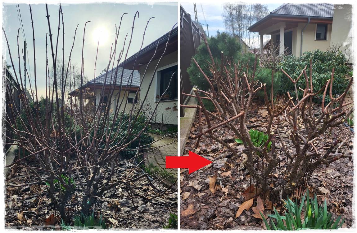 wiosenne ciecie hortensji 19 wiosenne ciecie hortensji 19