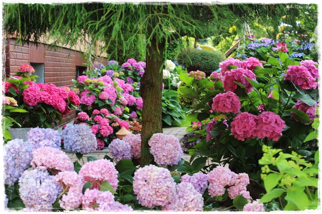 wiosenne ciecie hortensji 1a wiosenne ciecie hortensji 1a