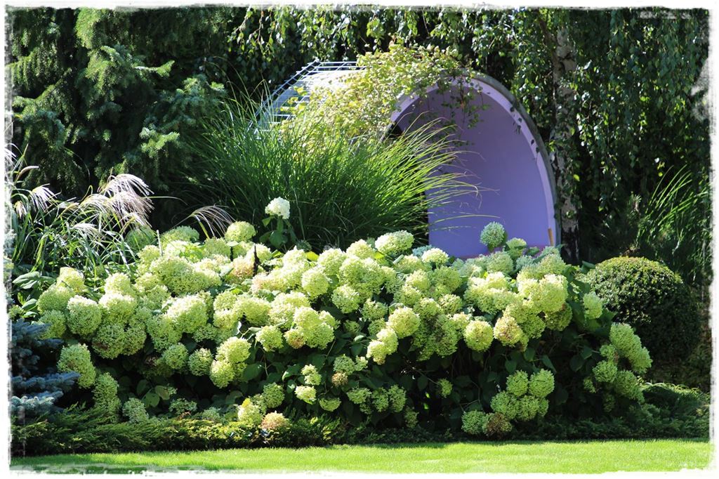 wiosenne ciecie hortensji 2 wiosenne ciecie hortensji 2