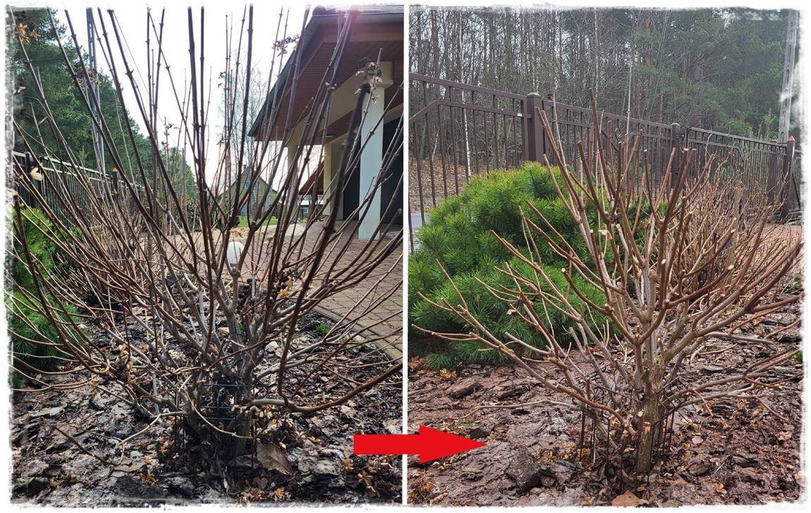 wiosenne ciecie hortensji 20 wiosenne ciecie hortensji 20