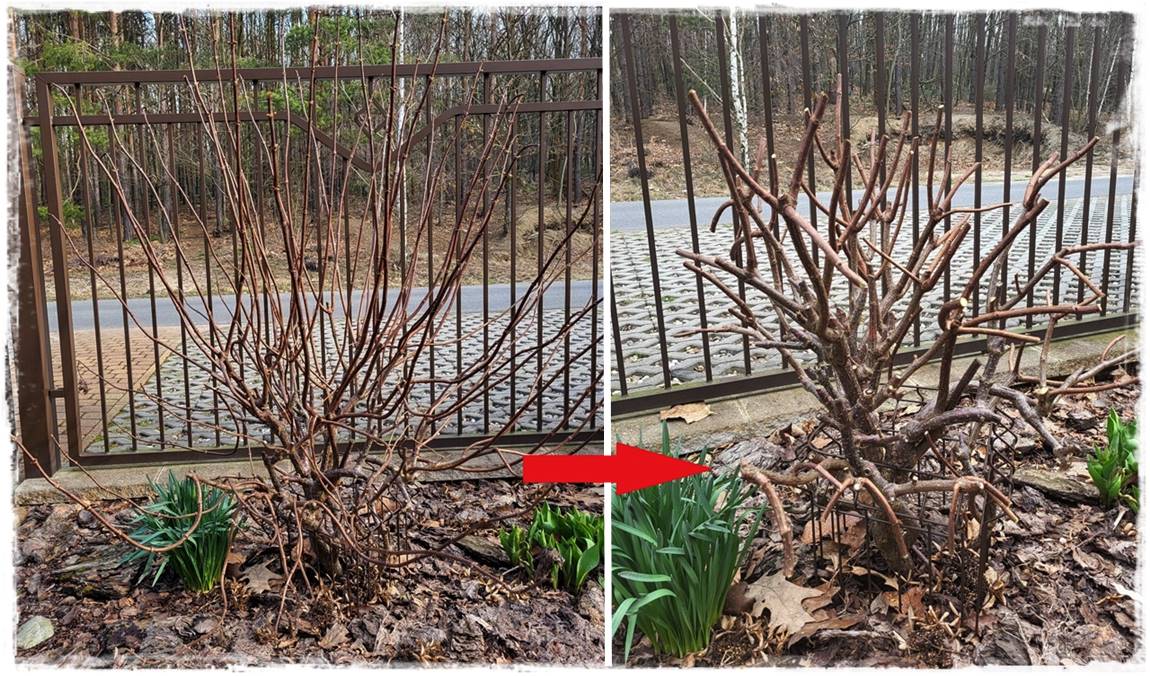 wiosenne ciecie hortensji 21 wiosenne ciecie hortensji 21