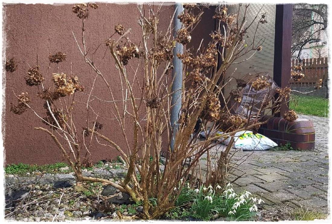 wiosenne ciecie hortensji 22 wiosenne ciecie hortensji 22