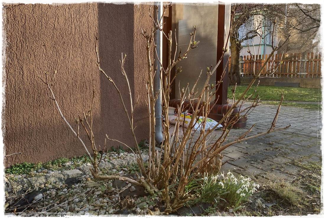 wiosenne ciecie hortensji 22a wiosenne ciecie hortensji 22a