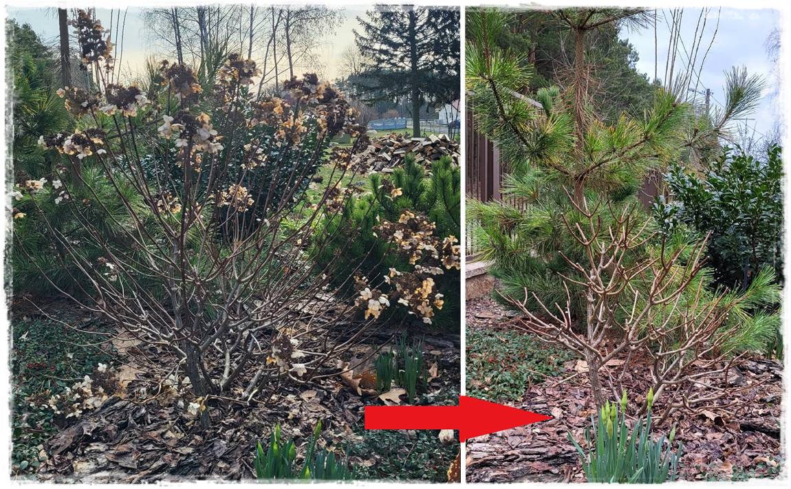 wiosenne ciecie hortensji 23 wiosenne ciecie hortensji 23