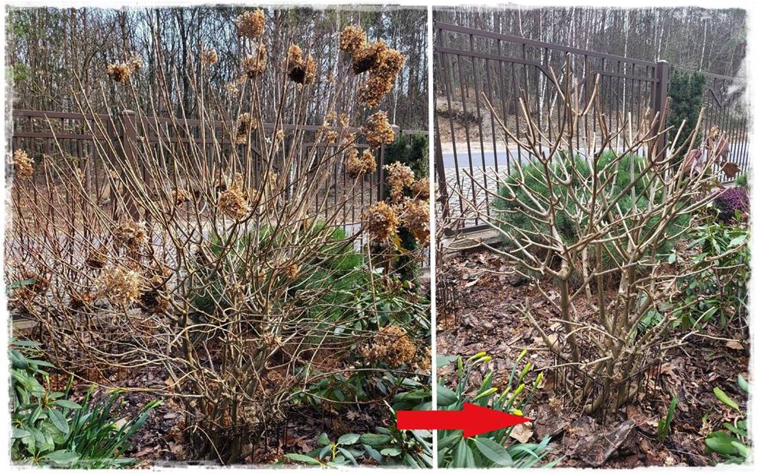 wiosenne ciecie hortensji 24 wiosenne ciecie hortensji 24