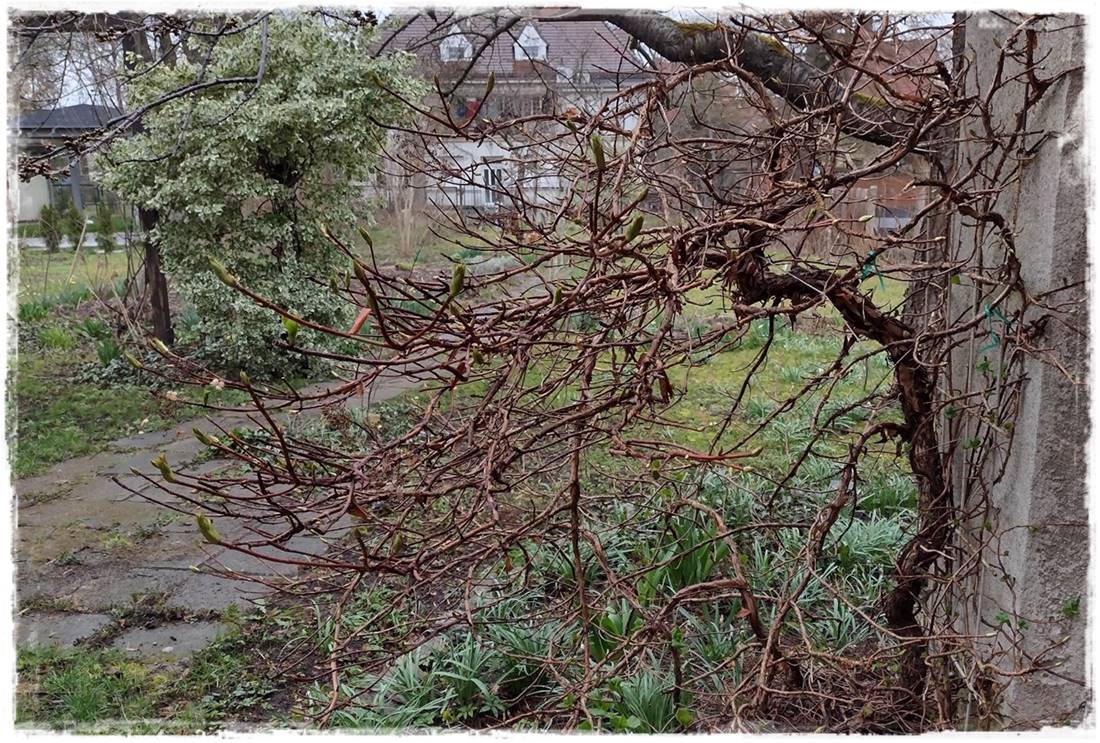 wiosenne ciecie hortensji 25 wiosenne ciecie hortensji 25