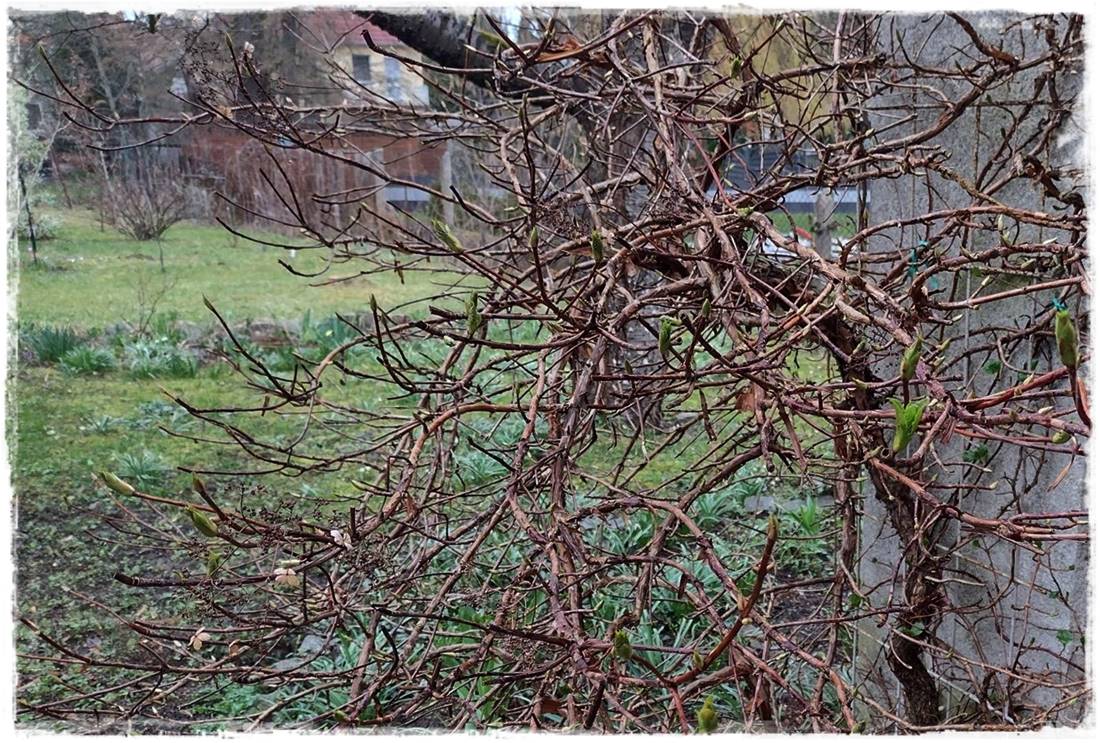 wiosenne ciecie hortensji 26 wiosenne ciecie hortensji 26