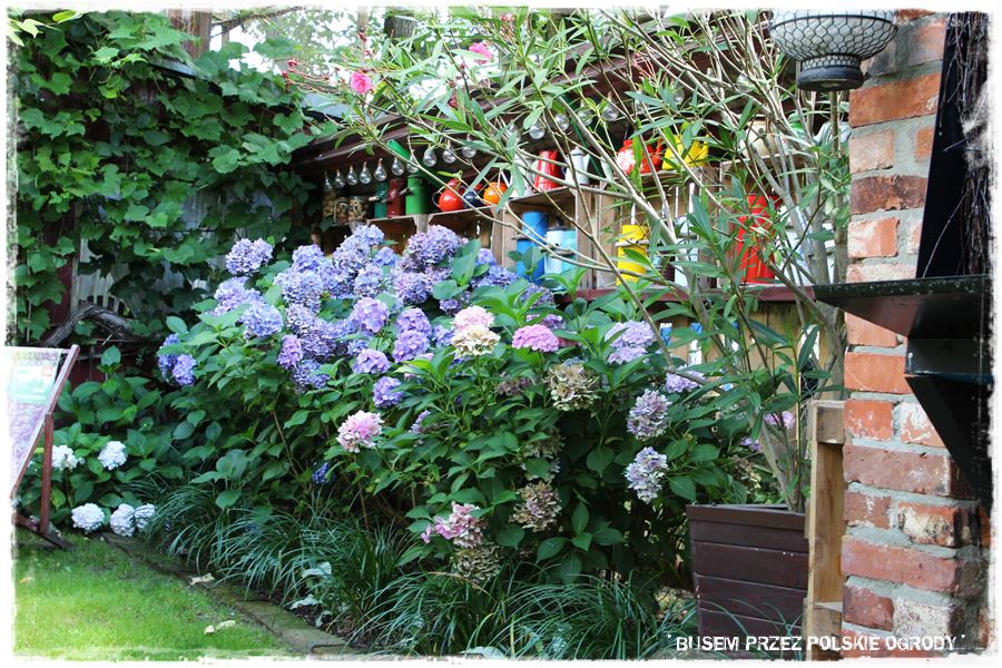 wiosenne ciecie hortensji 27 wiosenne ciecie hortensji 27