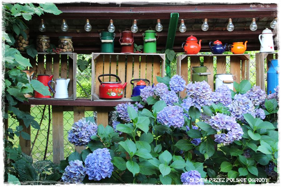 wiosenne ciecie hortensji 28 wiosenne ciecie hortensji 28
