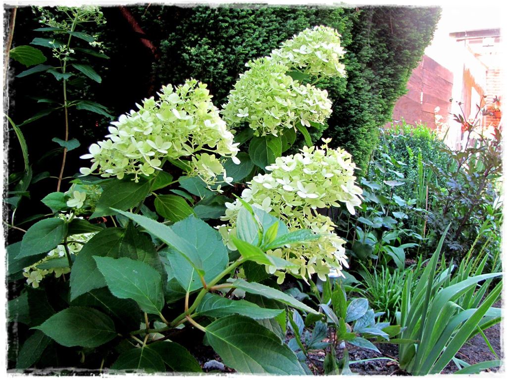 wiosenne ciecie hortensji 3 wiosenne ciecie hortensji 3