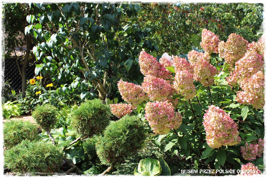 wiosenne ciecie hortensji 4 wiosenne ciecie hortensji 4