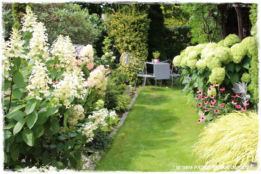wiosenne ciecie hortensji 5 wiosenne ciecie hortensji 5