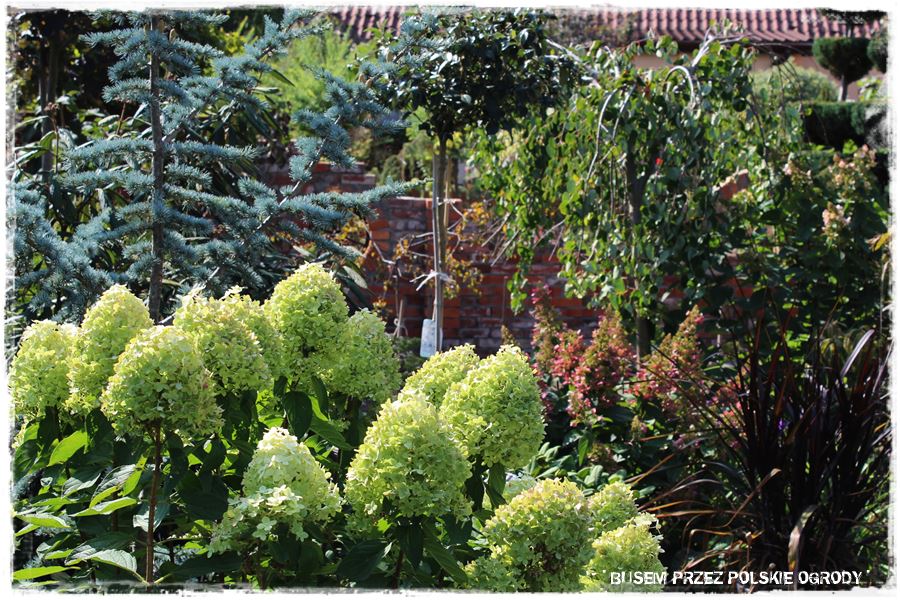 wiosenne ciecie hortensji 6 wiosenne ciecie hortensji 6