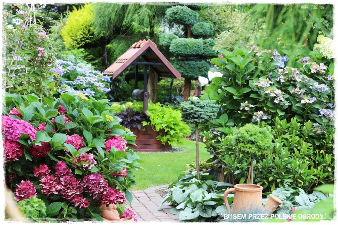 wiosenne ciecie hortensji 7 wiosenne ciecie hortensji 7