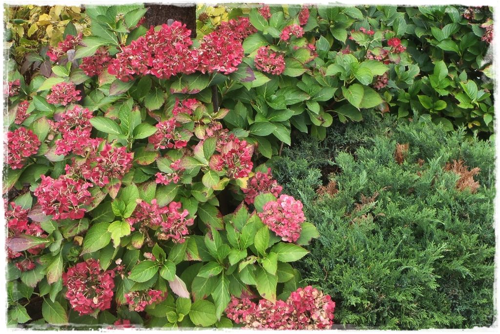 wiosenne ciecie hortensji 8 wiosenne ciecie hortensji 8