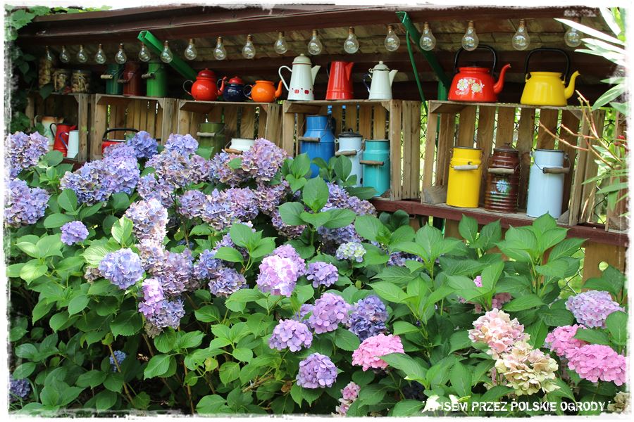 wiosenne ciecie hortensji 9 wiosenne ciecie hortensji 9