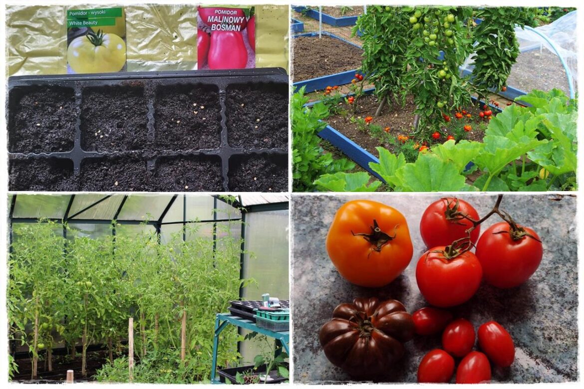 Jak uprawiac pomidory 1