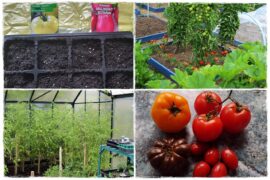 Jak uprawiac pomidory 1