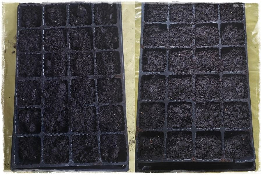 Jak uprawiac pomidory 2a