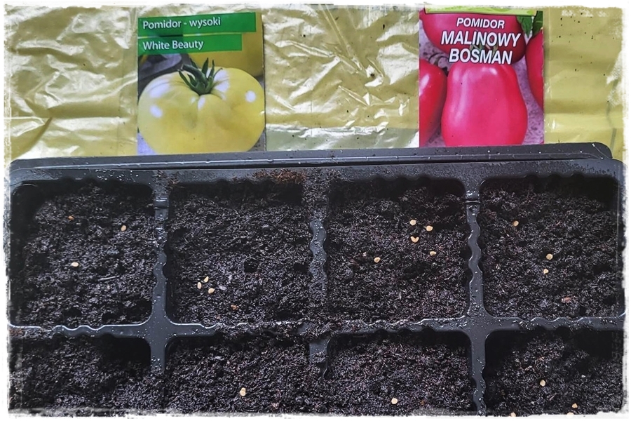 Jak uprawiac pomidory 3