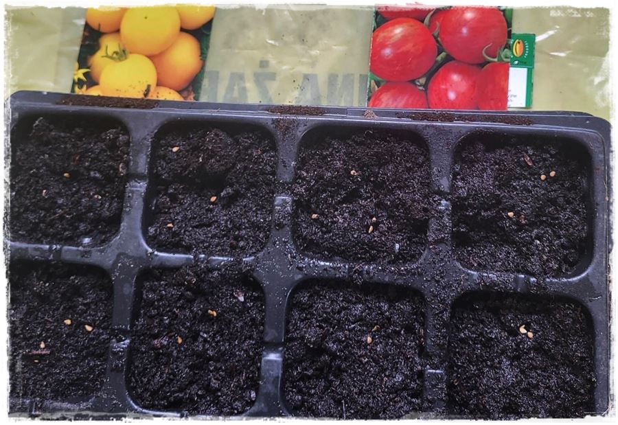 Jak uprawiac pomidory 4a