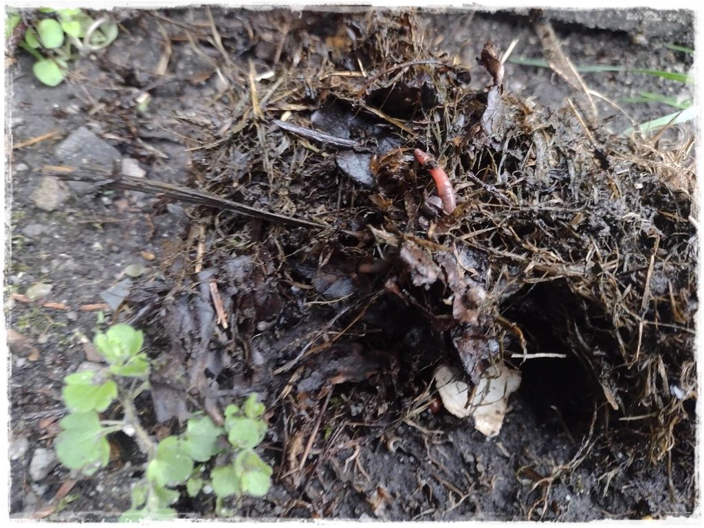 darmowy nawoz 2 darmowy nawoz 2