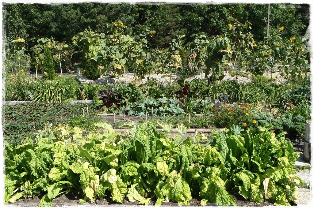 darmowy nawoz 3 darmowy nawoz 3