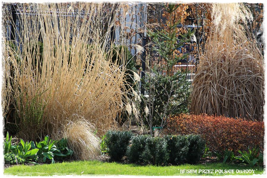 ogrod atrakcyjny caly rok 11c ogrod atrakcyjny caly rok 11c