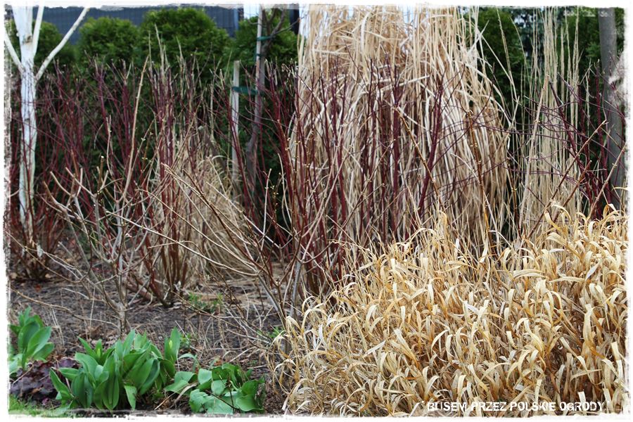 ogrod atrakcyjny caly rok 13 ogrod atrakcyjny caly rok 13