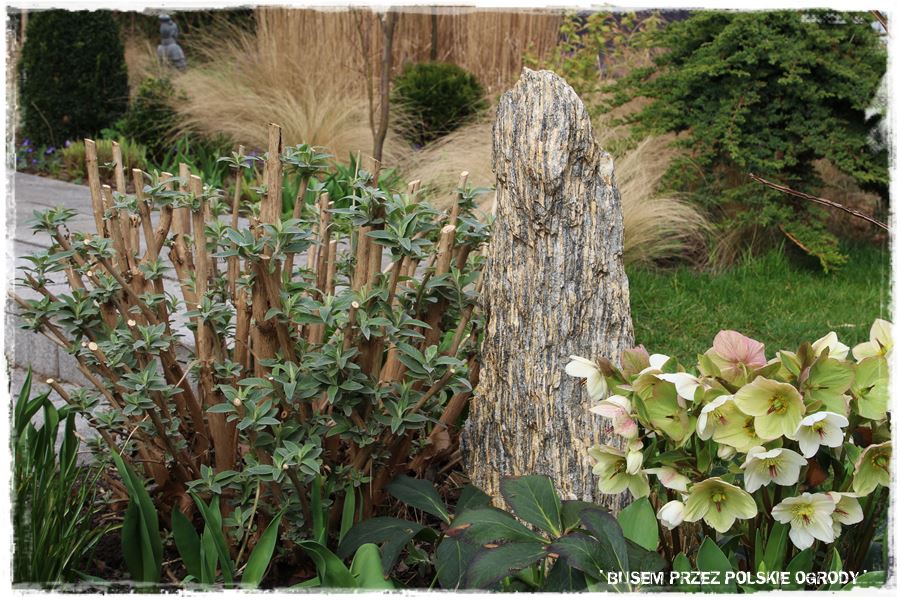 ogrod atrakcyjny caly rok 51 ogrod atrakcyjny caly rok 51