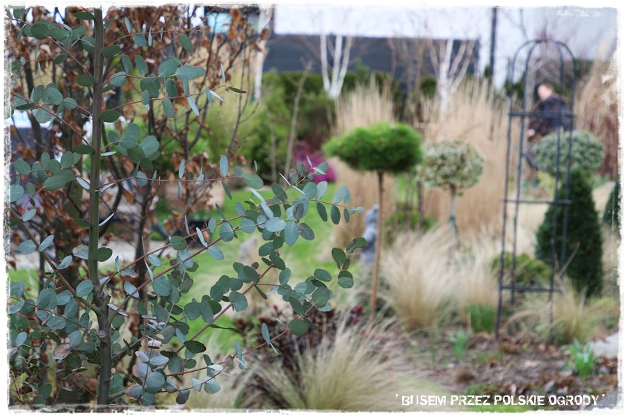 ogrod atrakcyjny caly rok 9 ogrod atrakcyjny caly rok 9