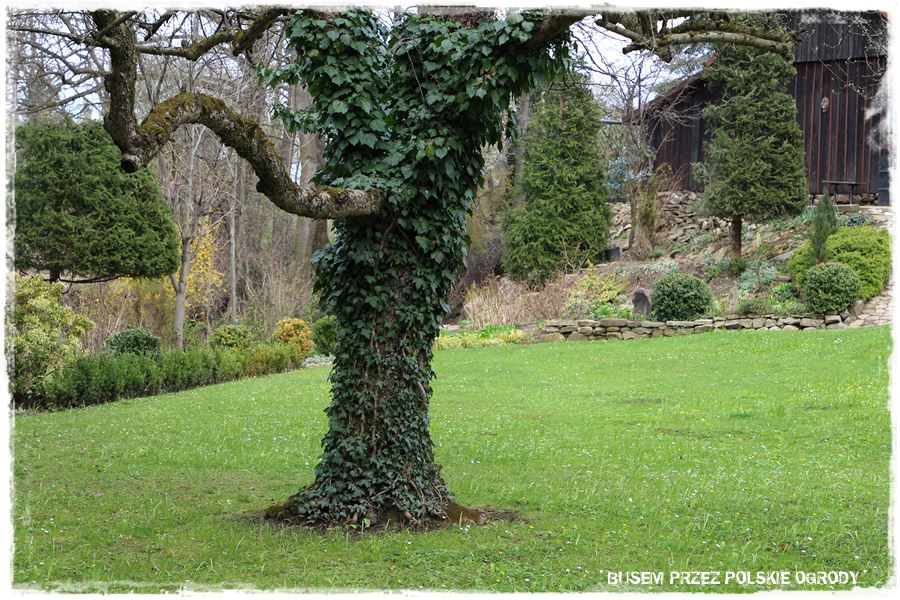 rustykalne siedlisko z kolekcja roslin 15 rustykalne siedlisko z kolekcja roslin 15