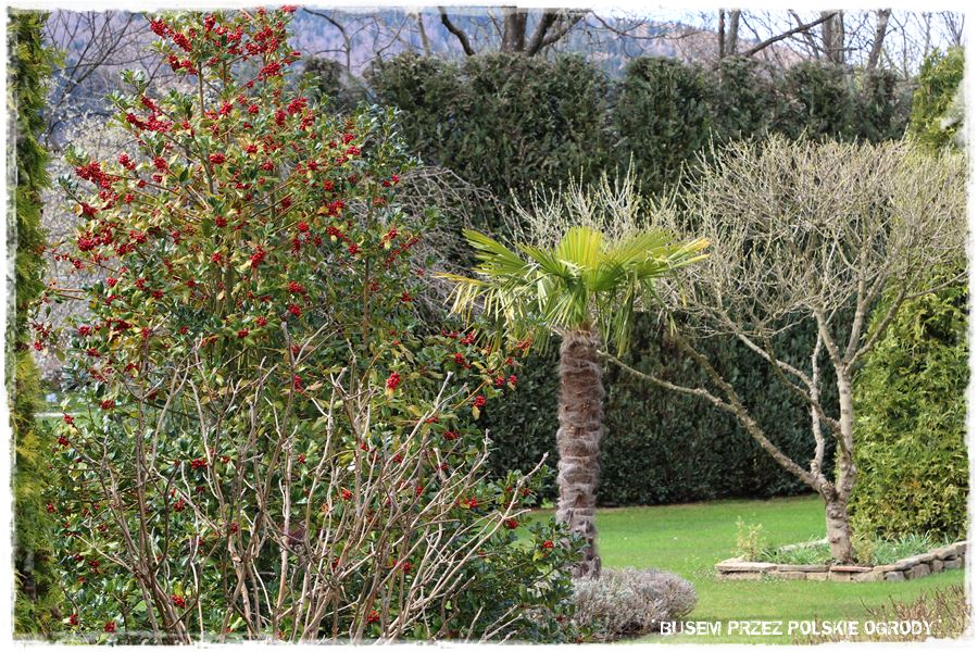 rustykalne siedlisko z kolekcja roslin 22 rustykalne siedlisko z kolekcja roslin 22